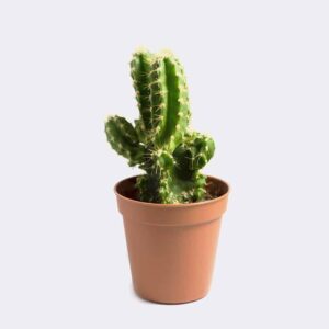 FluffyShop cactus1 free img