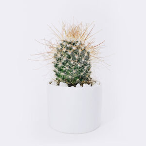 FluffyShop cactus3 free img