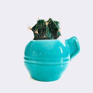 FluffyShop cactus5 free img